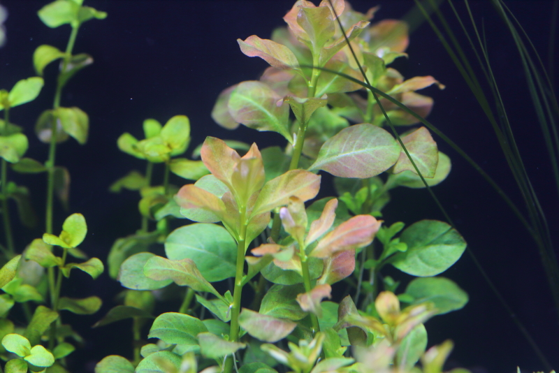 植栽から7日目